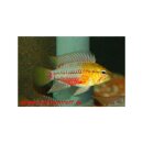 Apistogramma hongsloi - Rotstrich-Apistogramma -...