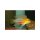 Apistogramma hongsloi - Rotstrich-Apistogramma - Liefergröße ca.: 3-5 cm
