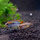 Apistogramma viejita II - 1 Paar