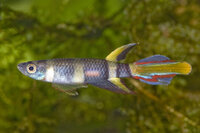 Epiplatys annulatus - Liefergröße ca.: 1-2  cm