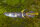 Epiplatys annulatus - Liefergröße ca.: 1-2  cm