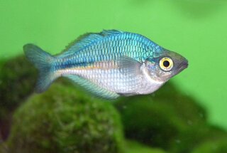 Melanotaenia lacustris - Türkis-Regenbogenfisch - Liefergröße ca.: 4-6 cm