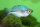 Melanotaenia lacustris - Türkis-Regenbogenfisch - Liefergröße ca.: 4-6 cm