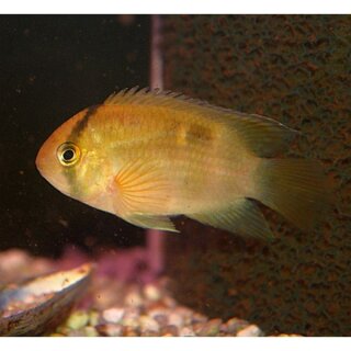 Cleithracara maronii - Maroni-Buntbarsch - Liefergröße ca.: 3-4 cm