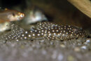 L-136 Hypancistrus sp,