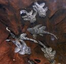 L-136 Hypancistrus sp,