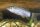 Botia morletti - Aalstrichschmerle - Liefergröße ca.: 2-4 cm