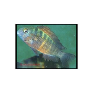 Tropheus moori Bemba - Orangeband-Moorii