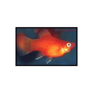 Xiphophorus maculatus Koralle - Korallenplaty - Liefergröße ca.: 2-3 cm