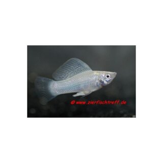 Poecilia sphenops Silber - Silbermolly - Liefergröße ca.: 2-4 cm