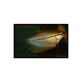 Trichogaster leeri - Mosaik-Fadenfisch