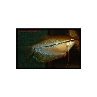 Trichogaster leeri - Mosaik-Fadenfisch - Liefergröße ca.: 2-4 cm