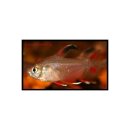 Hyphessobrycon bentosi - Schmucksalmler -...