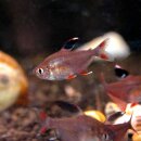 Hyphessobrycon bentosi - Schmucksalmler -...