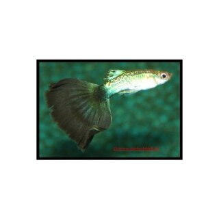 Poecilia reticulata var. Schwarz - Guppy - Liefergröße ca.: 2-4 cm