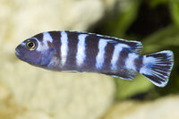 Pseudotropheus demasoni - Liefergröße ca.: 3-4 cm