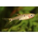 Rasbora maculata - Zwergbärbling