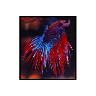 Betta splendens Crowntail rot/blau