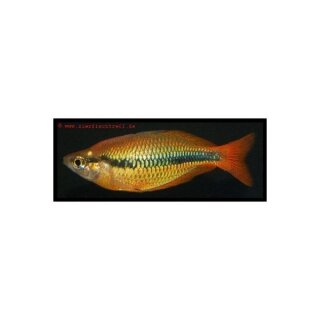Melanotaenia trifasciata -  Juwelen Regenbogenfisch - Liefergröße ca.: 4-6 cm