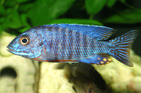 Aulonocara stuartgranti cobue - Liefergröße ca.: 3-5 cm