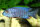 Aulonocara stuartgranti cobue - Liefergröße ca.: 3-5 cm