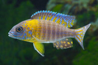 Aulonocara stuartgranti  ngara - Liefergröße ca.: 4-6 cm