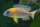 Aulonocara stuartgranti  ngara - Liefergröße ca.: 4-6 cm