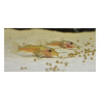 Giraffenwels - Auchenoglanis occidentalis