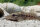 Giraffenwels - Auchenoglanis occidentalis