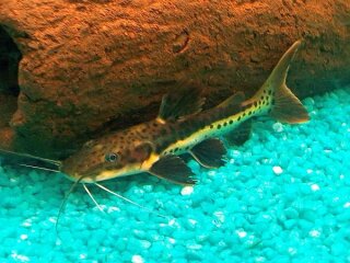 Phractocephalus hemiliopterus x Pseudoplatystoma fasciatus ca. 20-25 cm