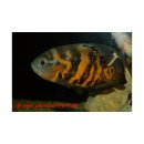 Astronotus ocellatus - Pfauenaugenbuntbarsch -...