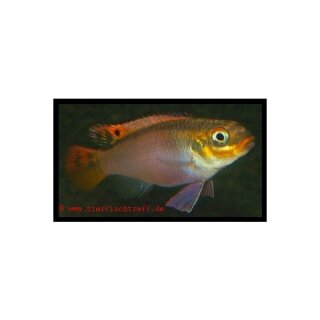 Pelvicachromis taeniatus dehane - Smaragd-Prachtbarsch - Liefergröße ca.: 2-4 cm
