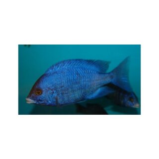 Placidochromis phenochilus - Liefergröße ca.: 3-4 cm