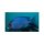 Placidochromis phenochilus - Liefergröße ca.: 3-4 cm
