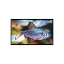 Puntius oligolepis - Eiland-Barbe -...
