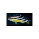 Melanochromis auratus - Türkis-Goldbarsch -...