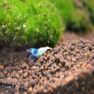 Blue Bolt DNZ Zwerggarnele 5 Stück - Liefergröße ca.: 1-2 cm