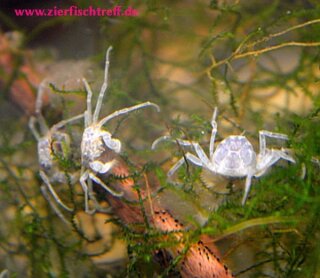 Microkrabbe - Limnopilos naiyanetri 5 Stück - Liefergröße ca.: ca. 1 cm