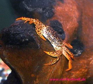 Pantherkrabbe -  Parathelphusa pantherina 3 Stück - Liefergröße ca.: 3-6 cm