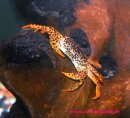 Pantherkrabbe -  Parathelphusa pantherina 3 Stück -...