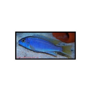 Pseudotropheus sp. Acei - Blauer Gelbflossen-Maulbrüter - Liefergröße ca.: 2-4 cm