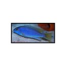 Pseudotropheus sp. Acei - Blauer...