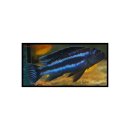 Melanochromis johannii - Kobalt Orangebuntbarsch