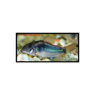 Corydoras aeneus - Metall - Panzerwels - Liefergröße ca.: 2-4 cm