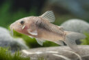 Corydoras aeneus - Metall - Panzerwels -...