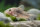 Corydoras aeneus - Metall - Panzerwels - Liefergröße ca.: 2-4 cm