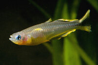 Pseudomugil furcatus - Gabelschwanz-Blauauge - Liefergröße ca.: 1 - 2 cm