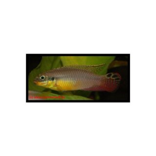 Pelvicachromis taeniatus Lokoundje - Smaragdprachtbarsch Lokoundje - Liefergröße ca.: 2-4 cm