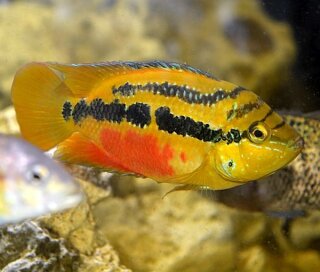 Cichlasoma salvini - Salvins Buntbarsch - Liefergröße ca.: 2-4 cm