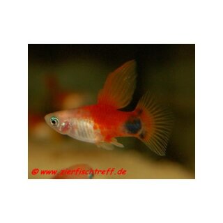 Xiphophorus maculatus var. High Fin - Platy - Liefergröße ca.: 2-3 cm
